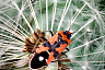 Саратовец показал эффектных насекомых Кумысной поляны 